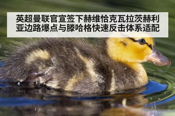 英超曼联官宣签下赫维恰克瓦拉茨赫利亚边路爆点与滕哈格快速反击体系适配
